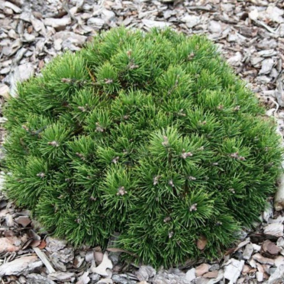 Pinus (сосна) uncinata Grune Welle