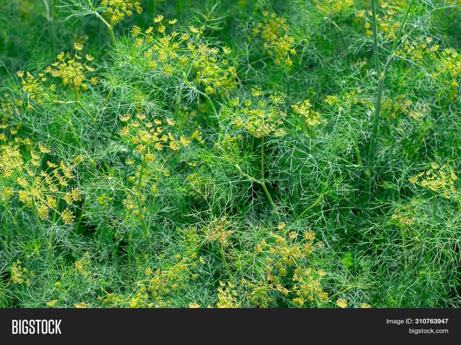 Фотообои на стену укроп