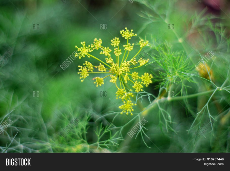 Семена укропа Аллигатор Гавриш 1f