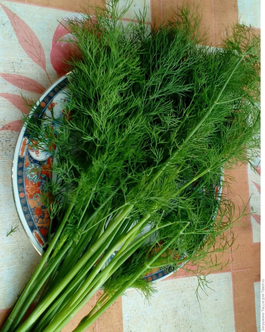 Укроп Кудрявец