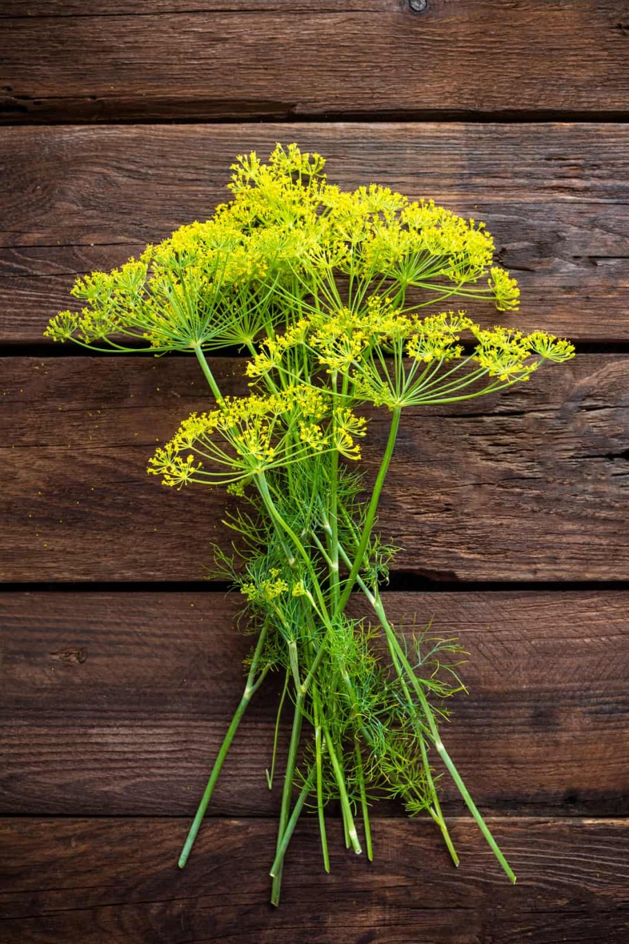 Укроп с красными зонтиками