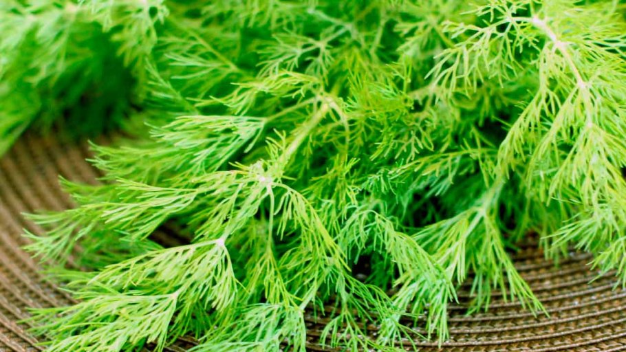 Грен горчица зонтики укропа