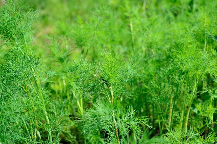 Семена укроп Амбрелла 1+1*