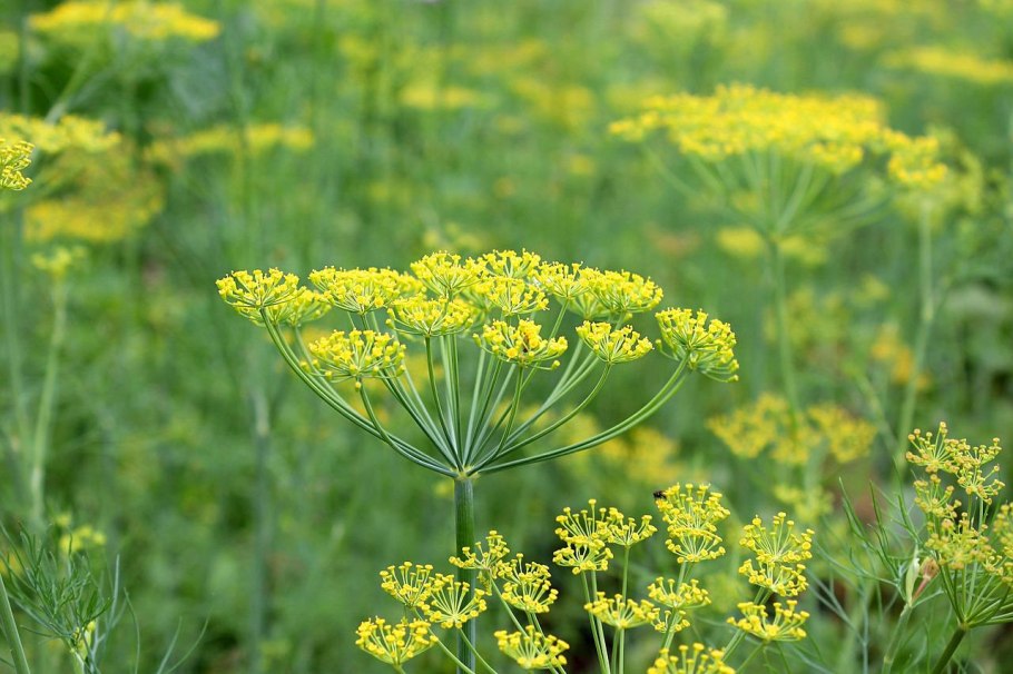Соцветие укропа на белом фоне