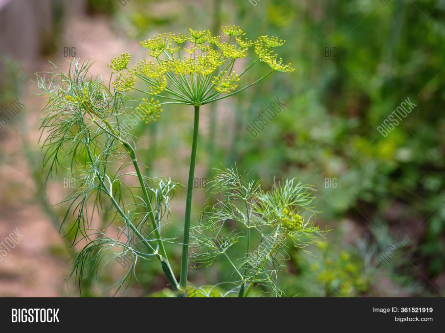 Укроп на голове