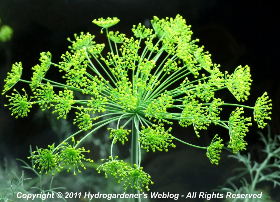 Укроп черно белая