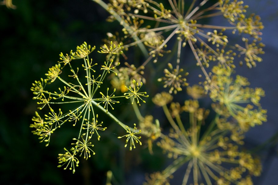 Цветение укропа фото
