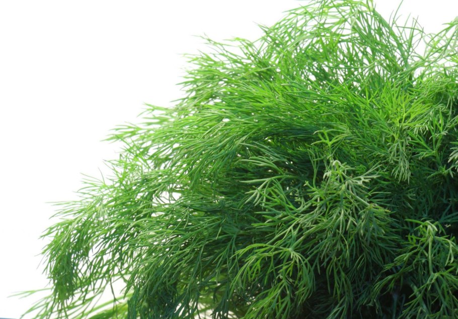 Семена Гавриш дуэт укроп Преображенский+укроп Ржеуцкий 4 г