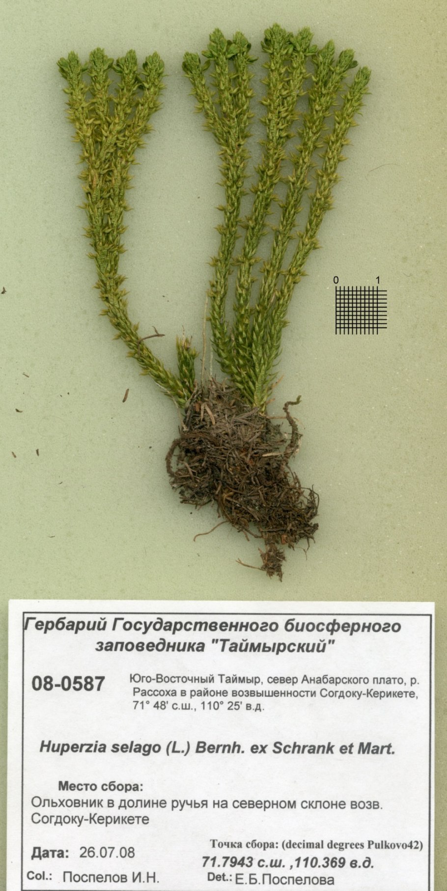 Баранец обыкновенный (Huperzia selago)