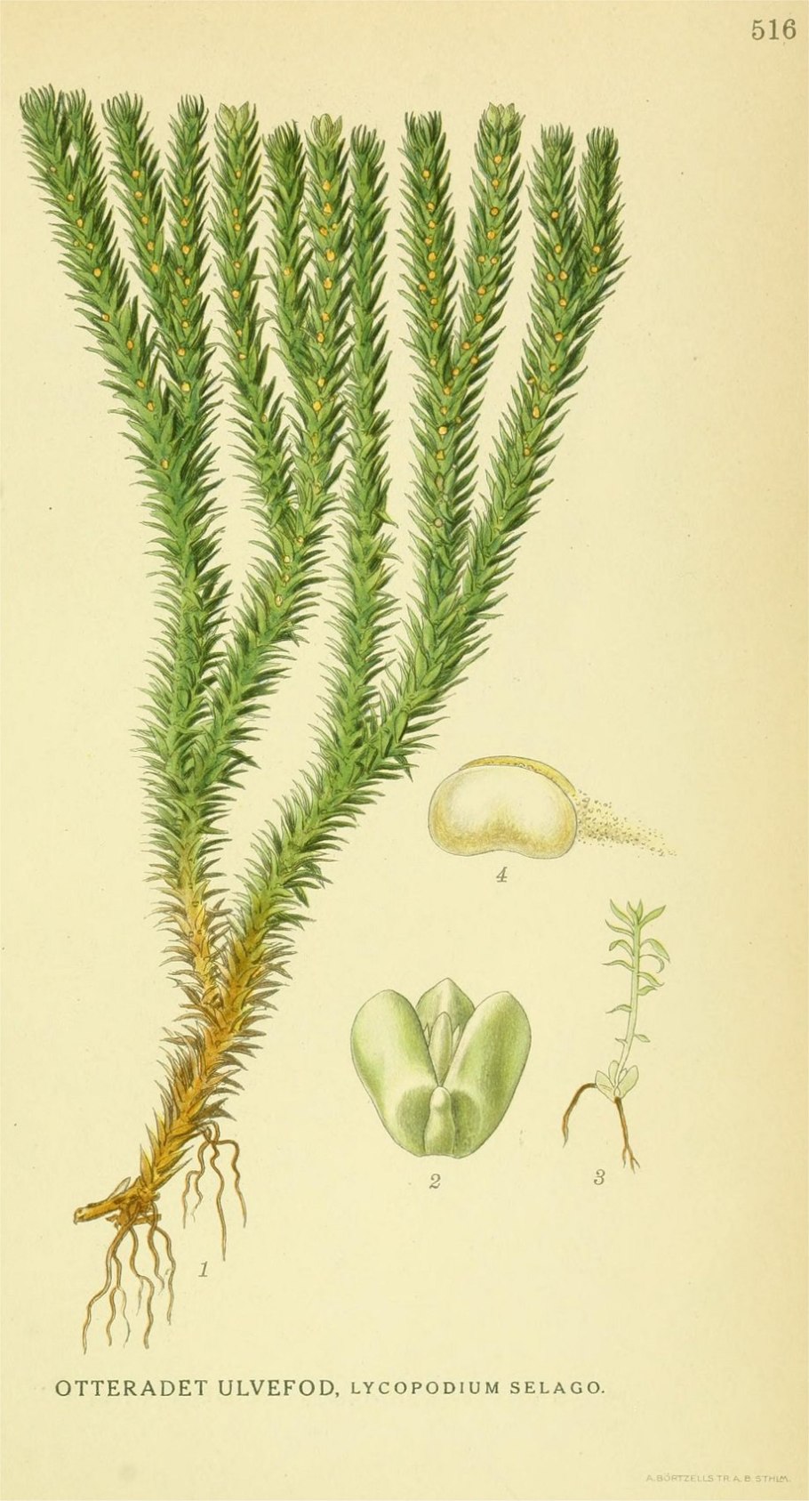 Баранец китайский / гуперция китайская Huperzia chinensis