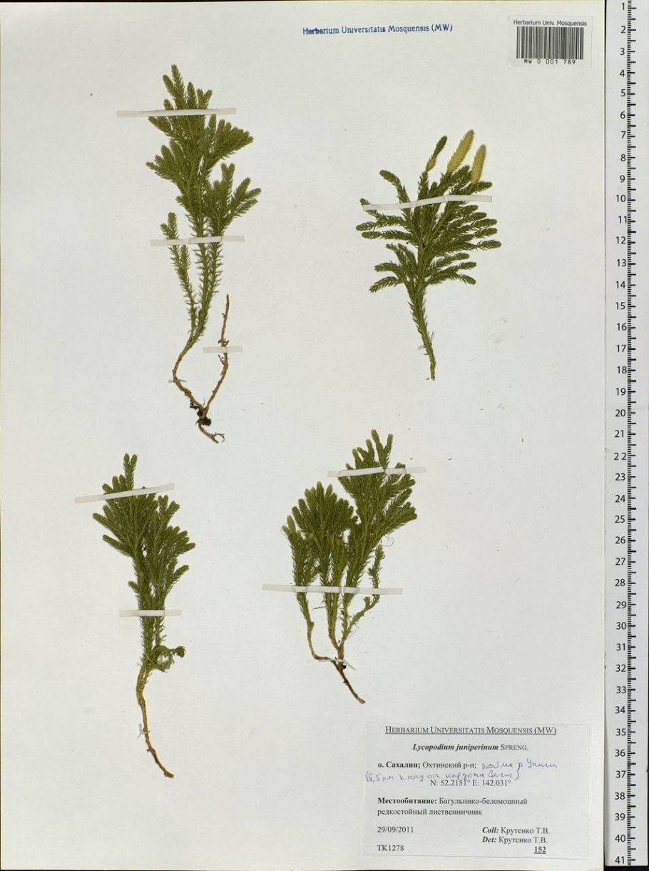 Плаун (Lycopodium)