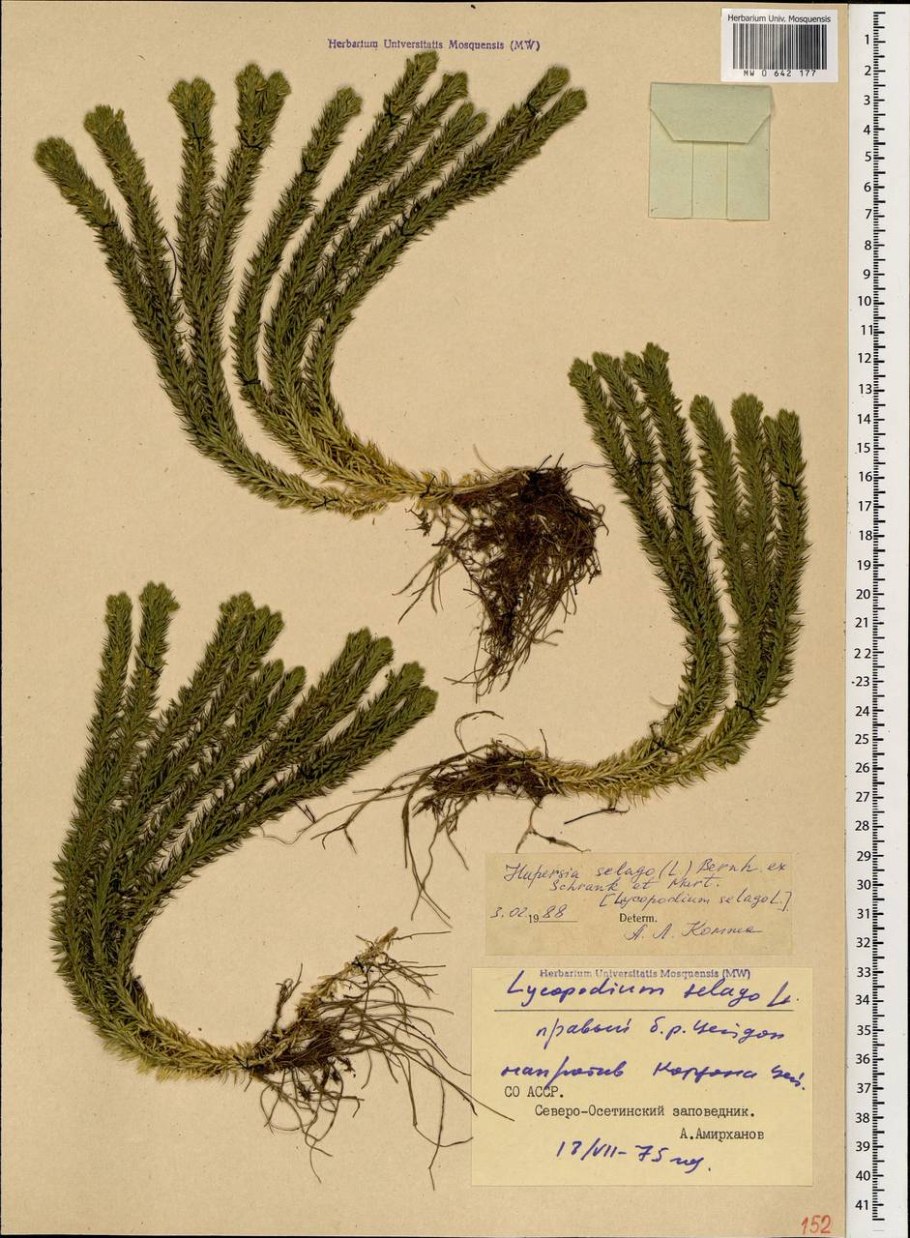 Huperzia selago
