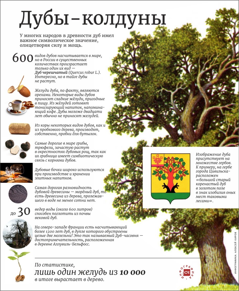 Дуб черешчатый гербарий