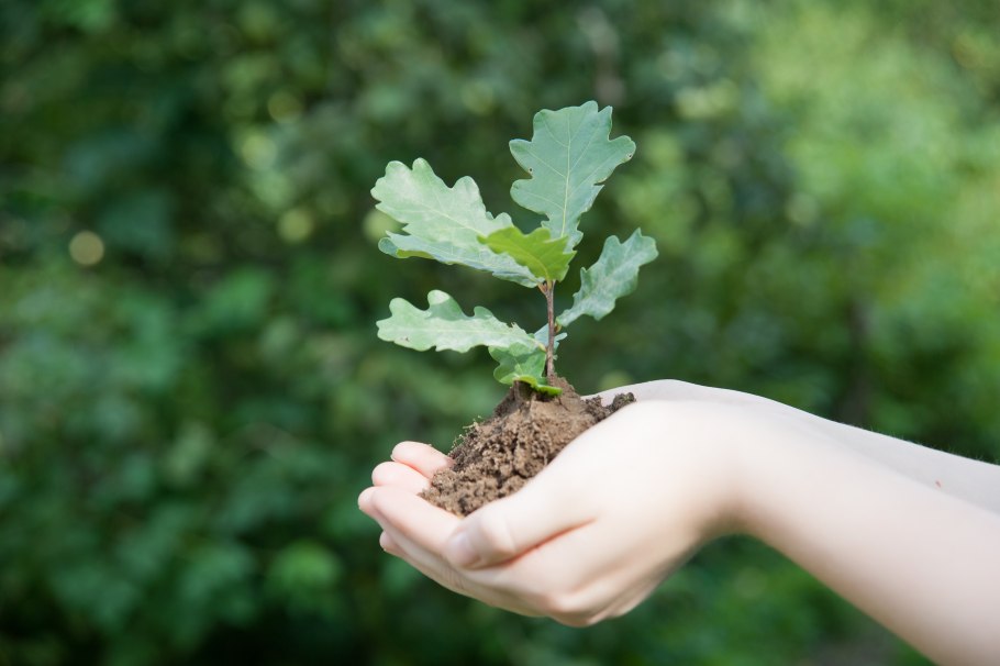 Дуб каштанолистный желуди