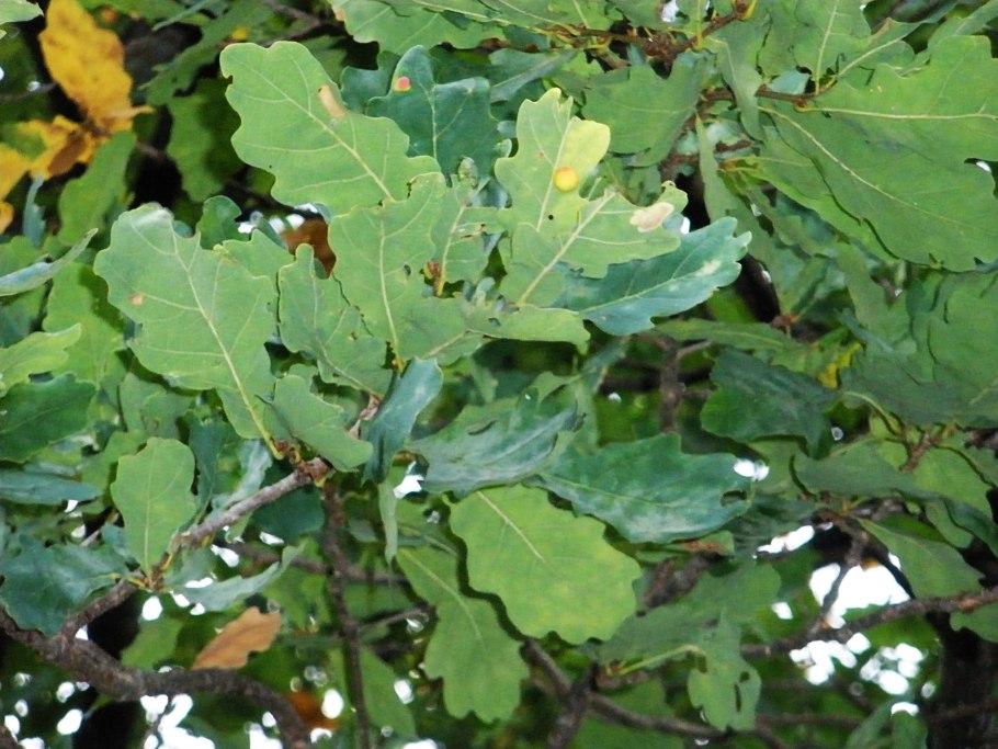 Описание дерева