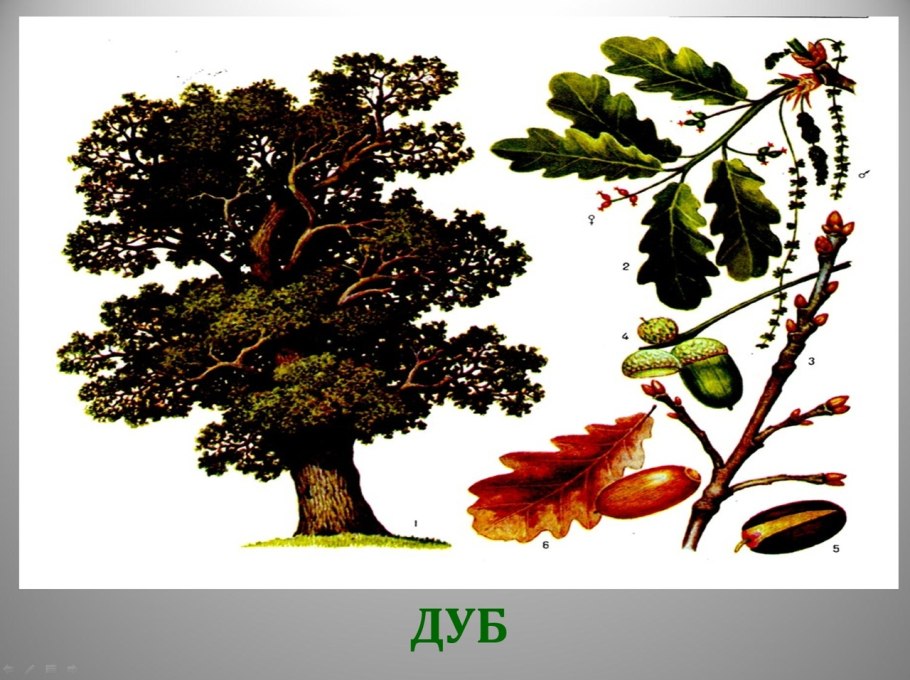 Дуб пушистый  (Quercus pubescens Willd