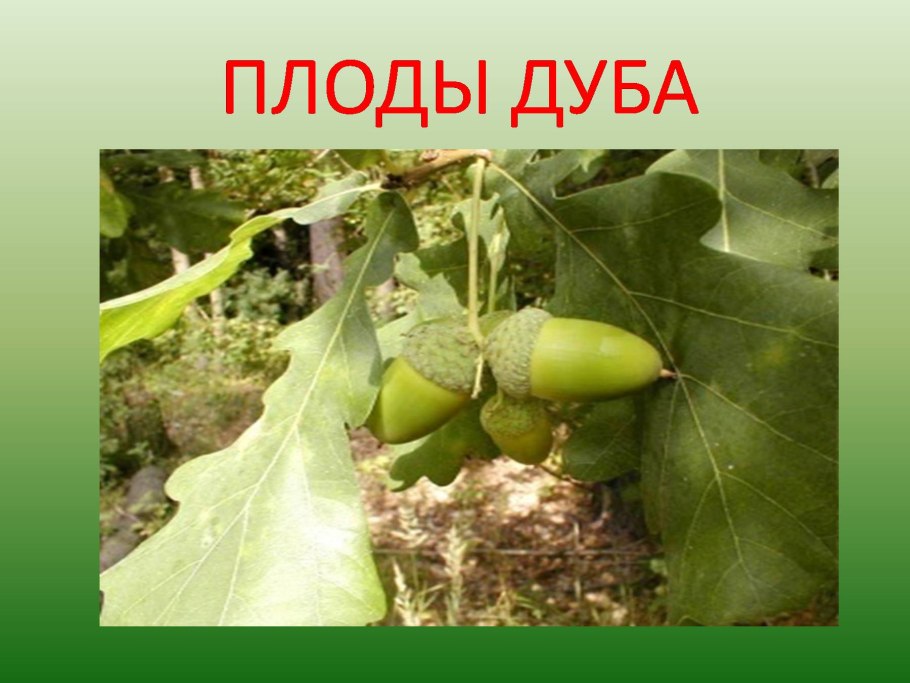 Дуб черешчатый (Quercus Robur l.)