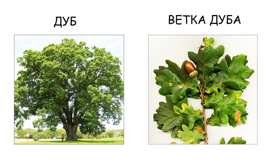 Росток дуб черешчатый