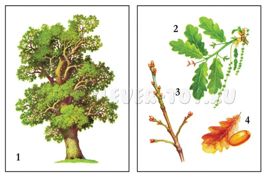 Рассказ о плоде дуба