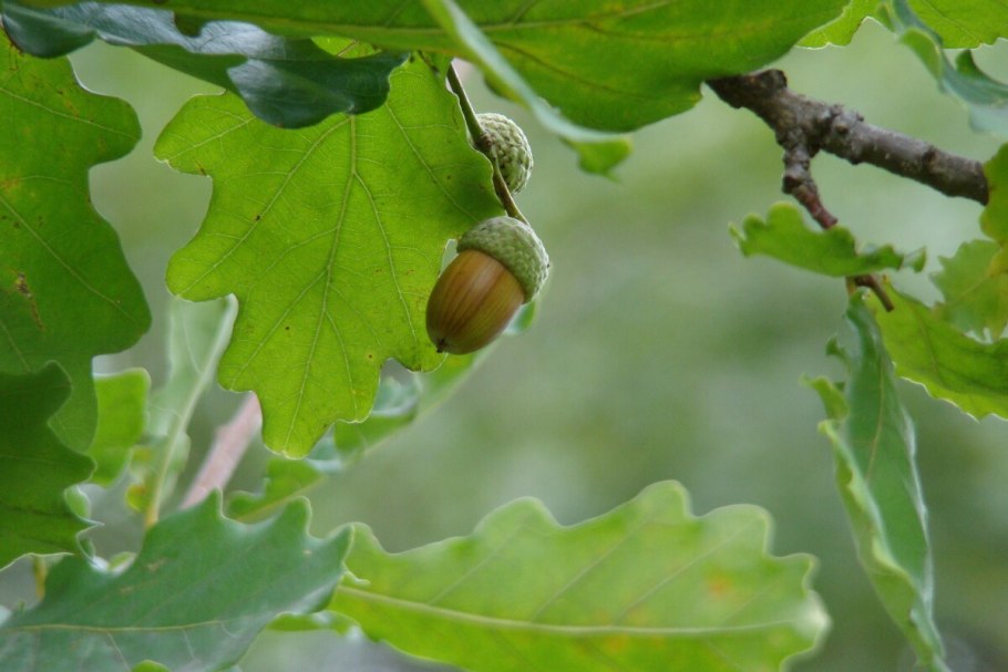 Деревья для дошкольников