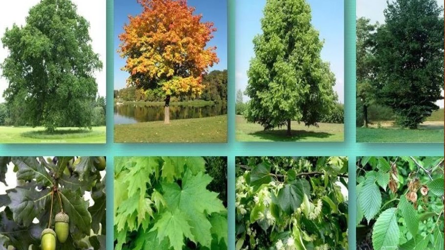 Quercus Robur гербарий