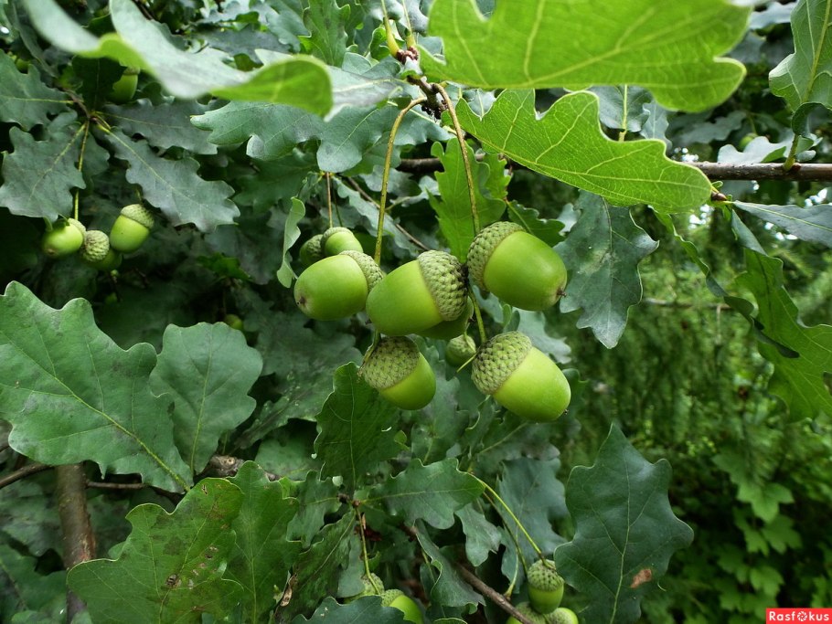 Дуб черешчатый quercus robur