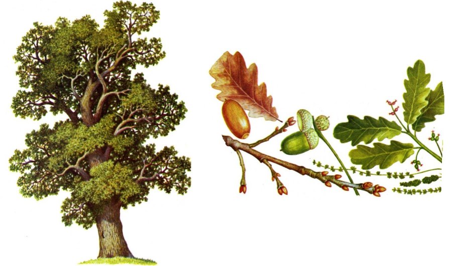 Дуб черешчатый сырье кора