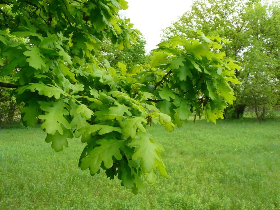 Quercus Robur Желудь