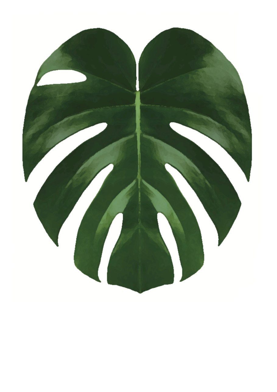 Тропические лист Monstera