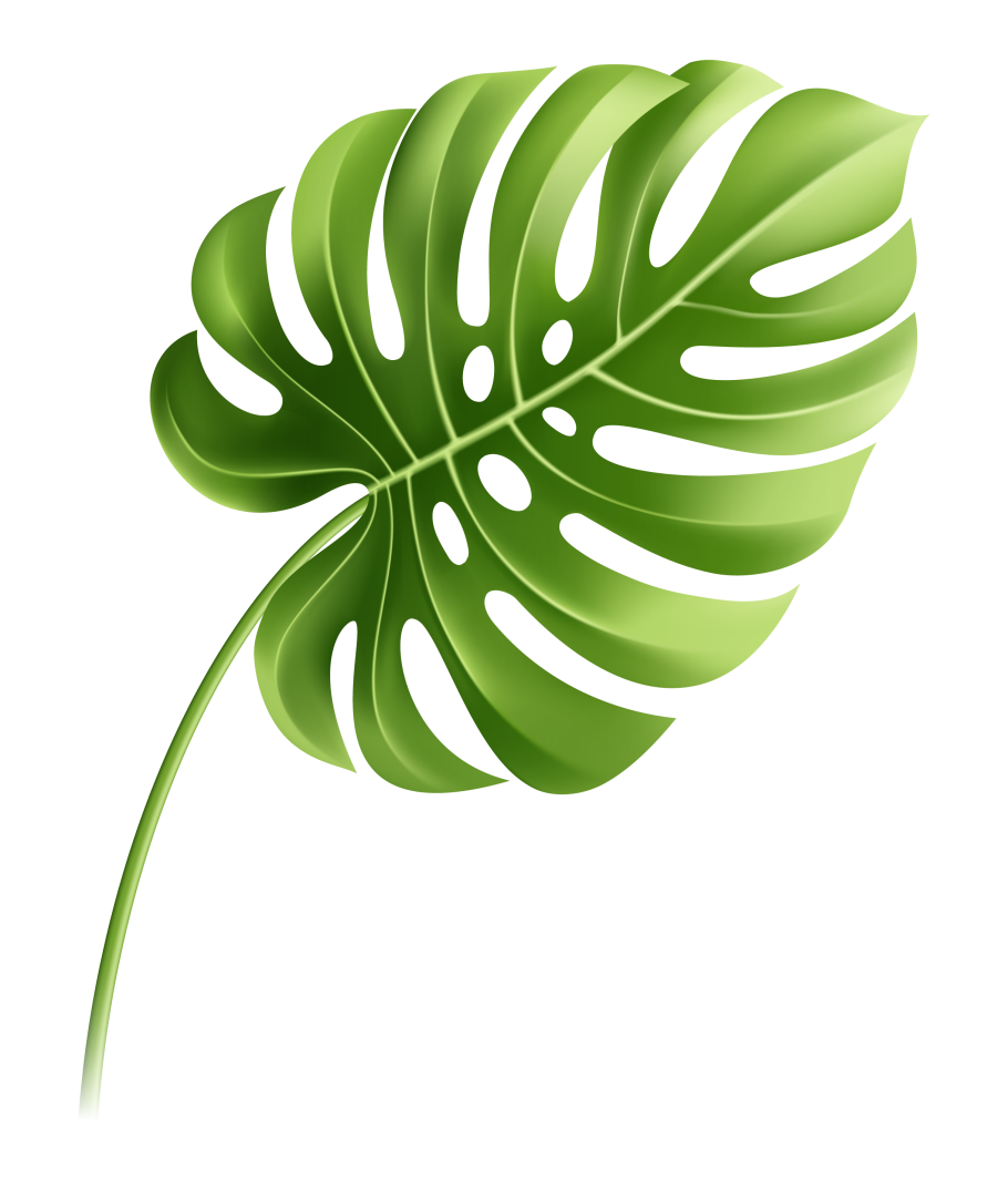 Монстера канстенианум