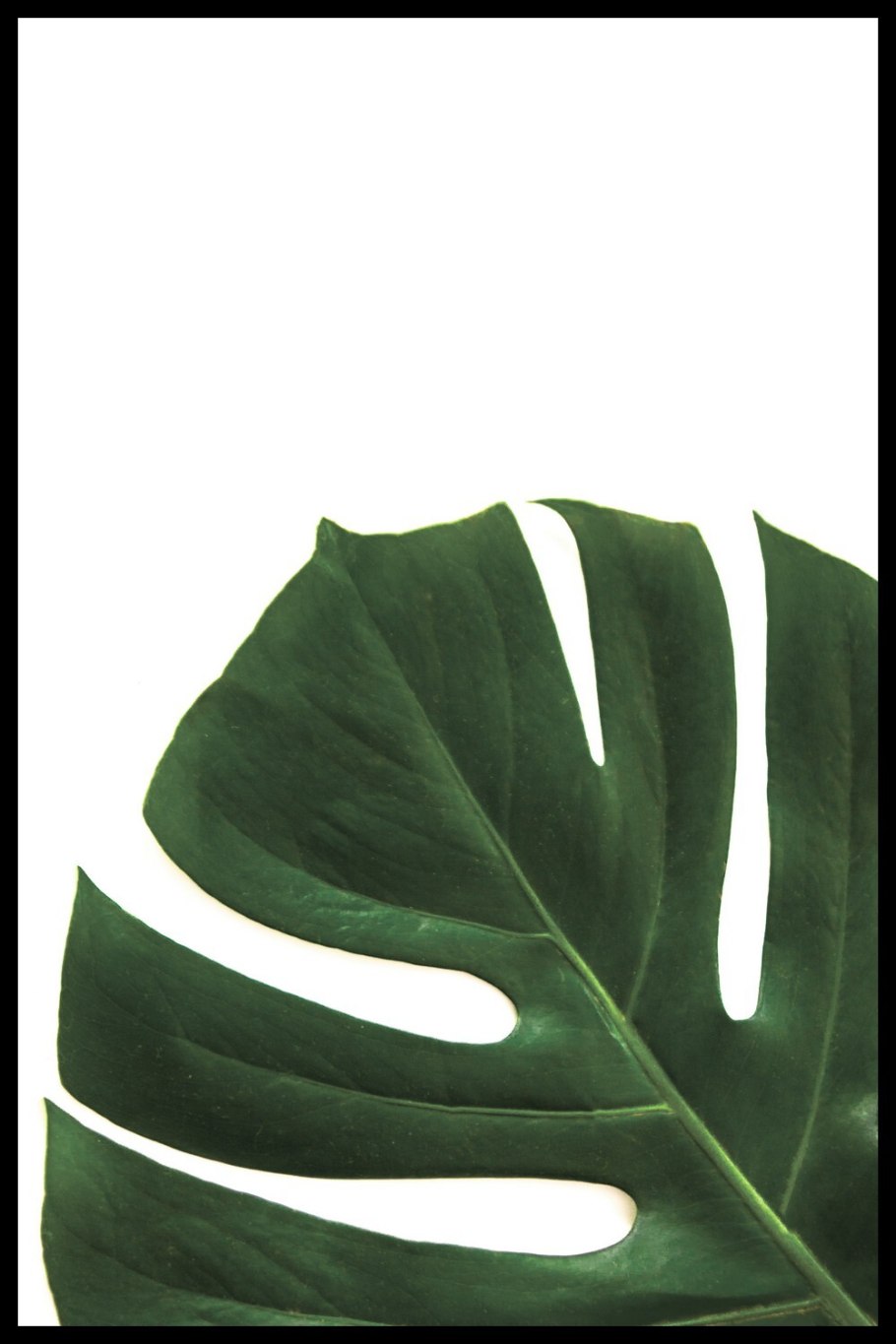 Монстера и папоротник