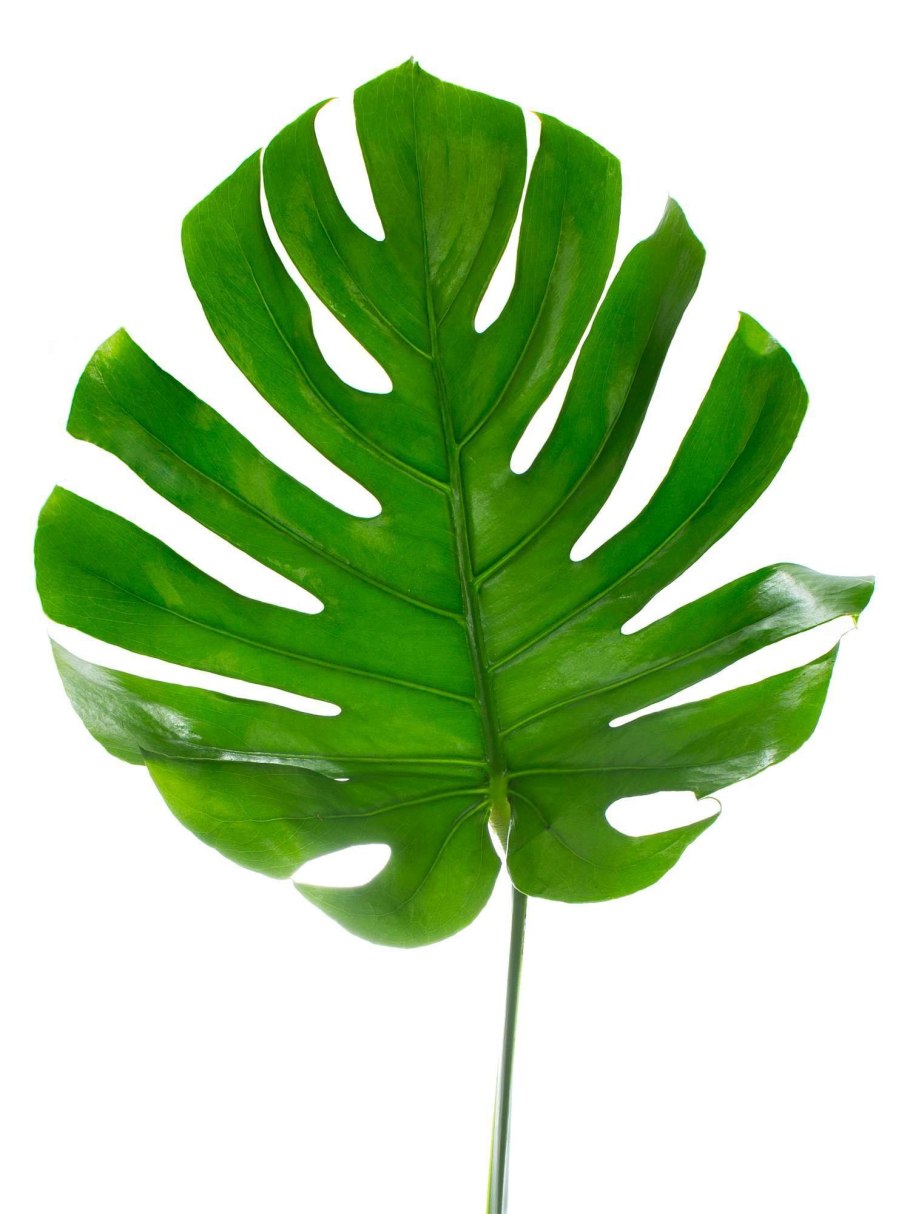 Монстера и папоротник