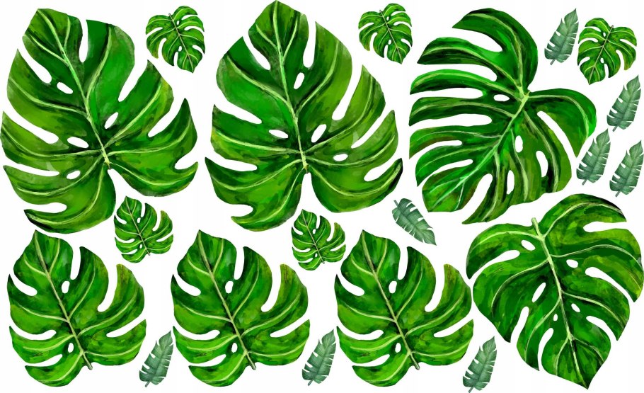 Филодендрон монстера