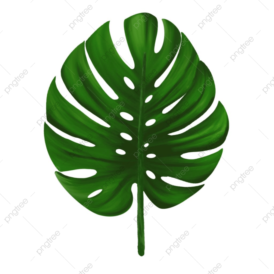 Листья Monstera вектор