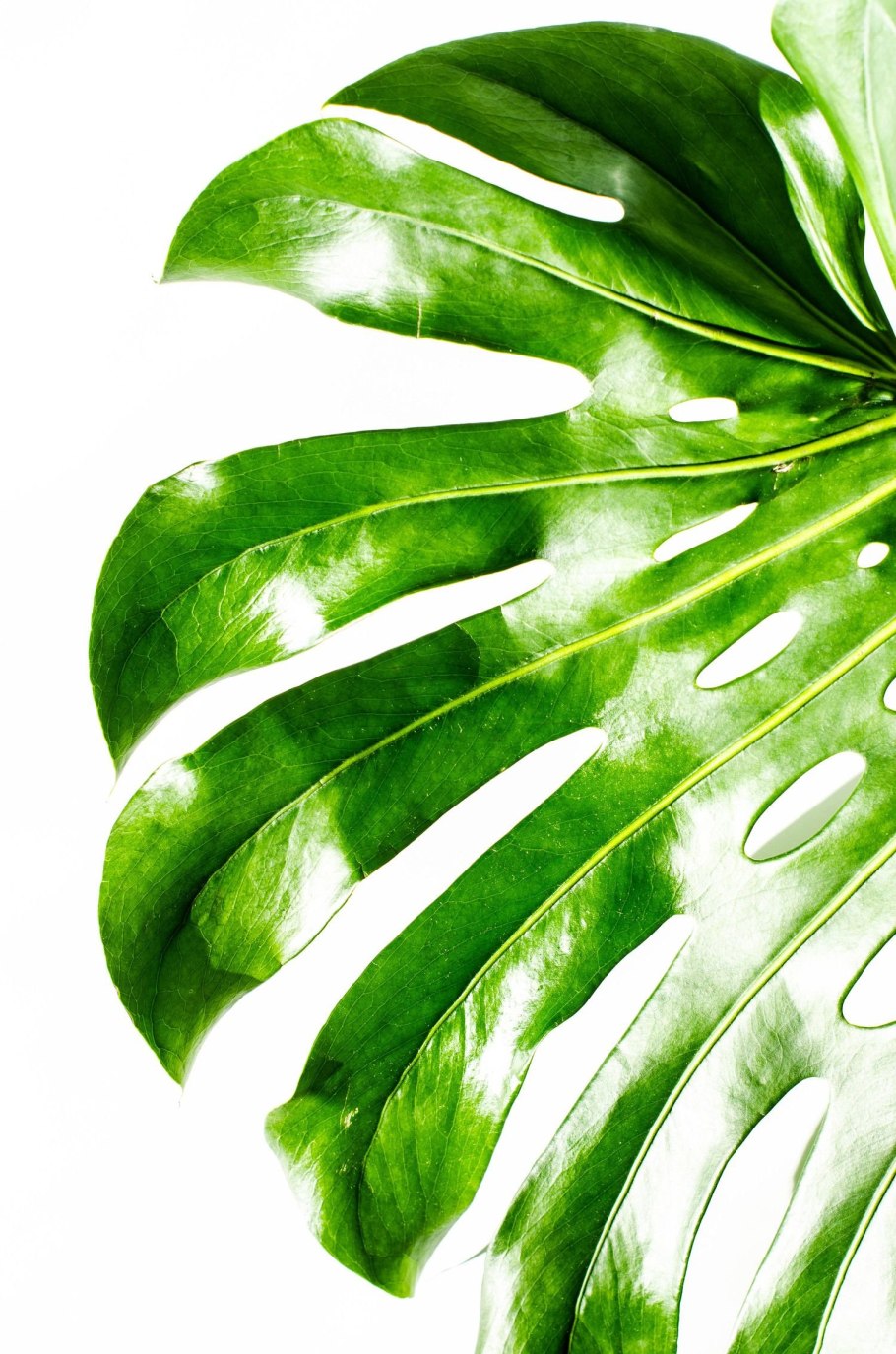 Монстера эскулетто