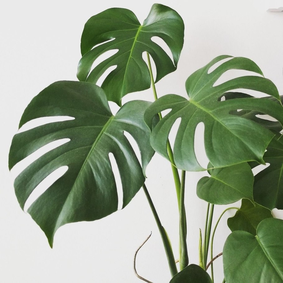 Листья Monstera вектор