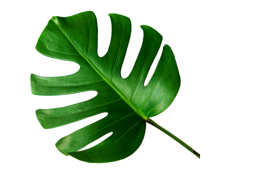 Тропические листья