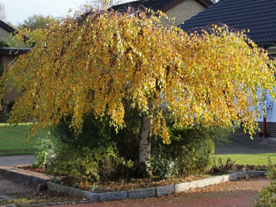 Береза повислая Betula pendula