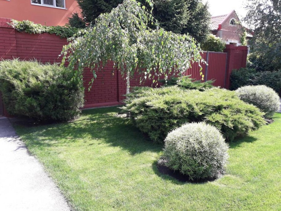 Береза повислая Юнги Betula pendula Youngii