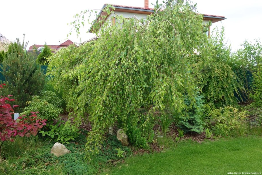 Ива Козья pendula