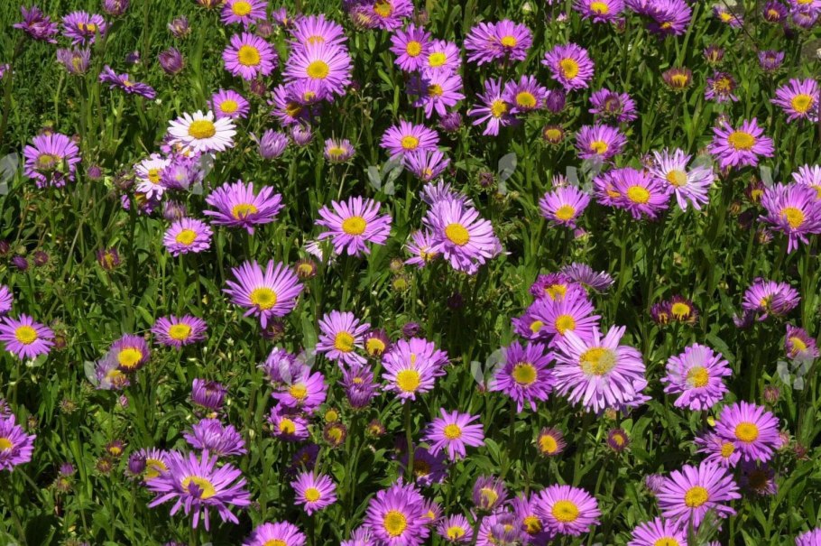 Астра Aster Alpinus Happy end