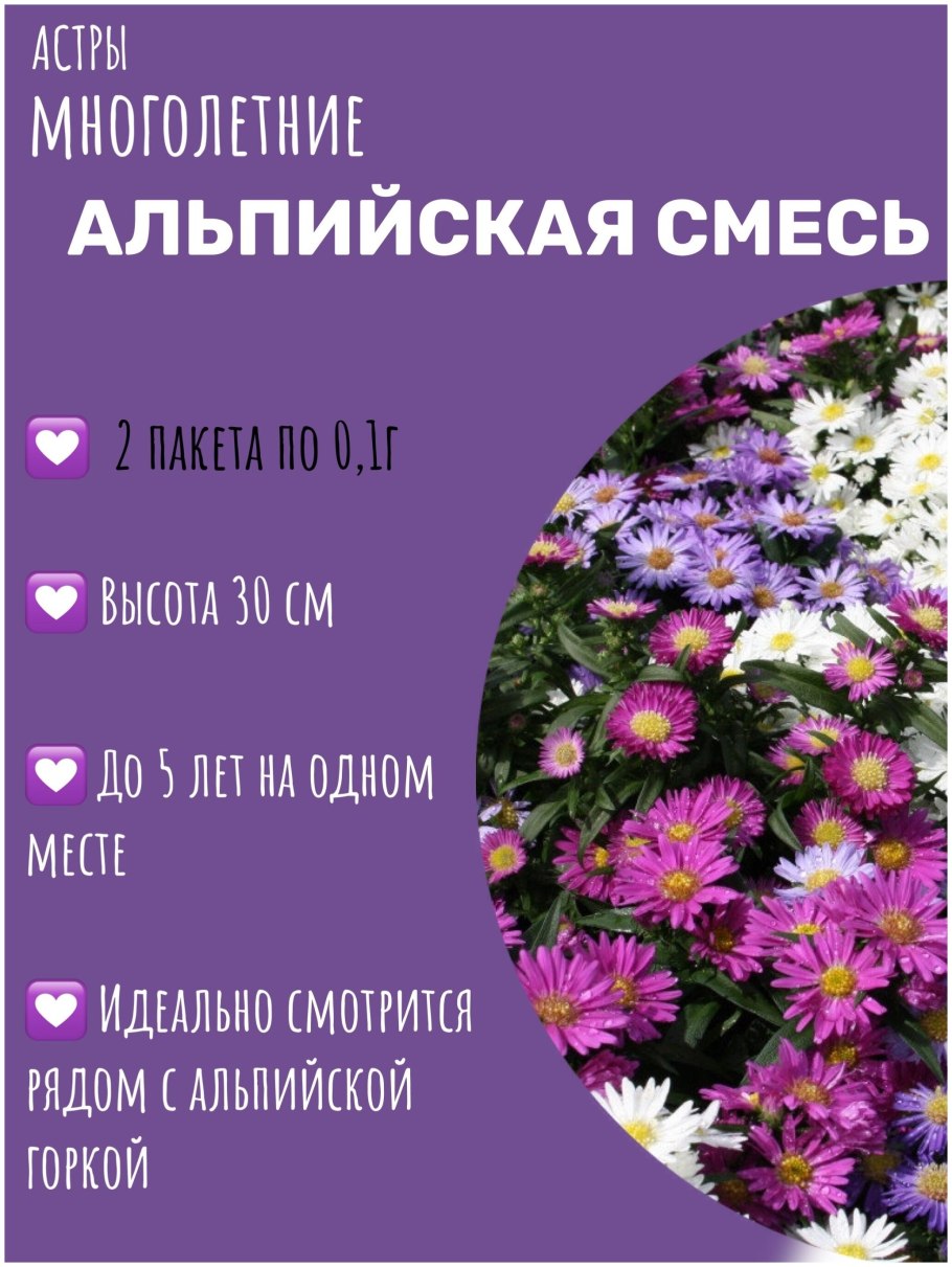 Астра Альпийская многолетняя