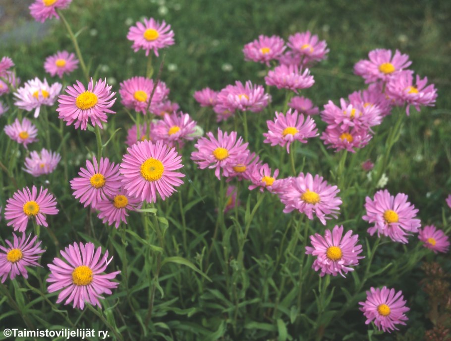 Астра Aster Alpinus Happy end