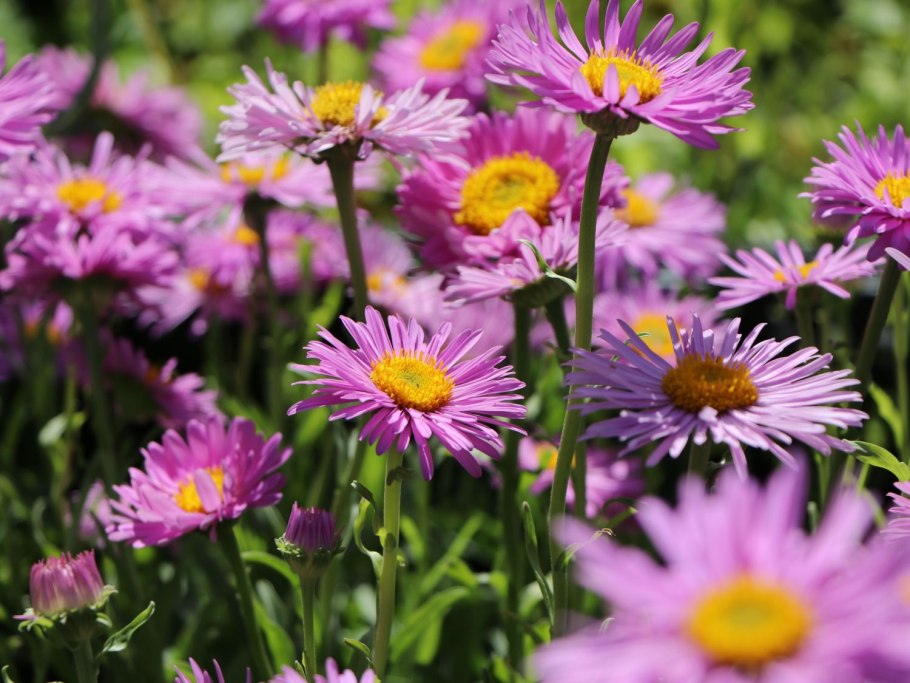 Астра Aster Alpinus Happy end