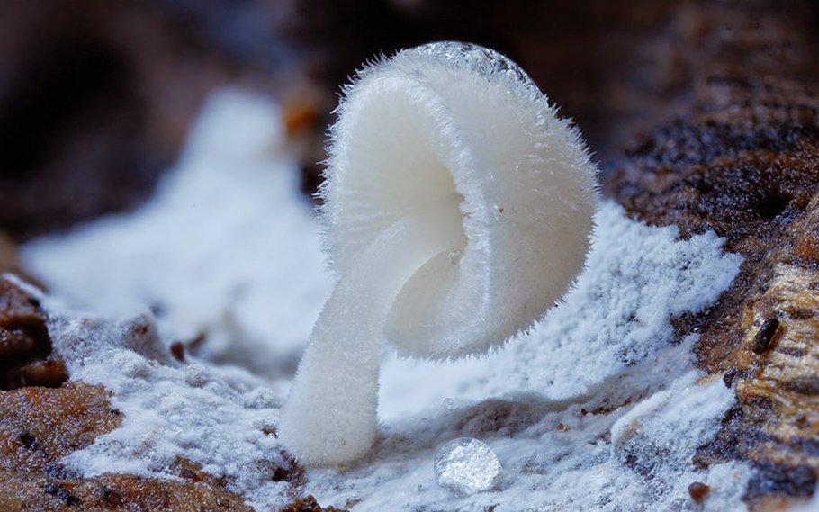 Лерациомицес (leratiomyces)