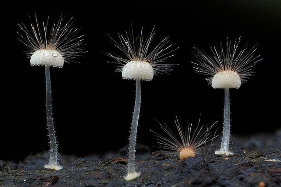 Мицена волосистая гриб