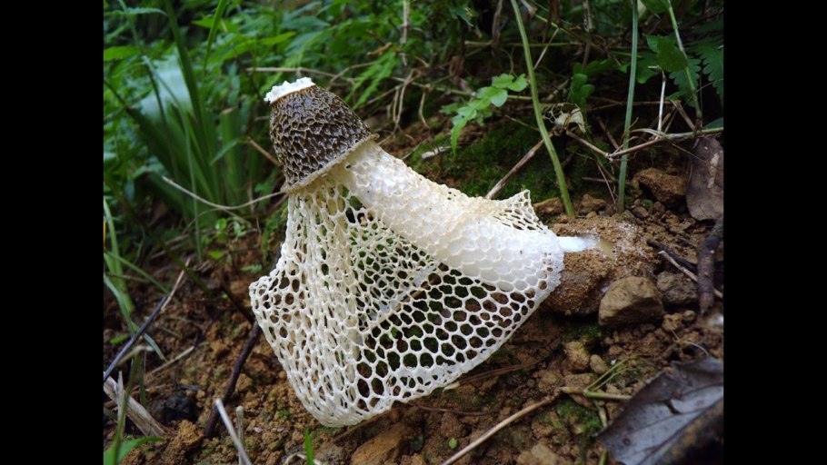 Необычные ядовитые грибы