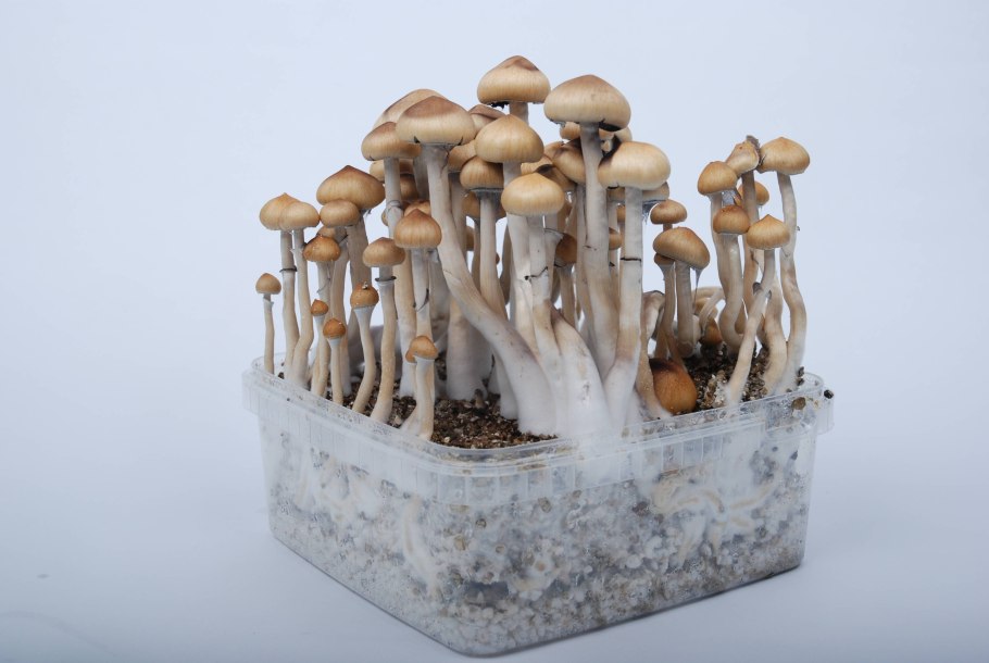 Строфария кубенсис