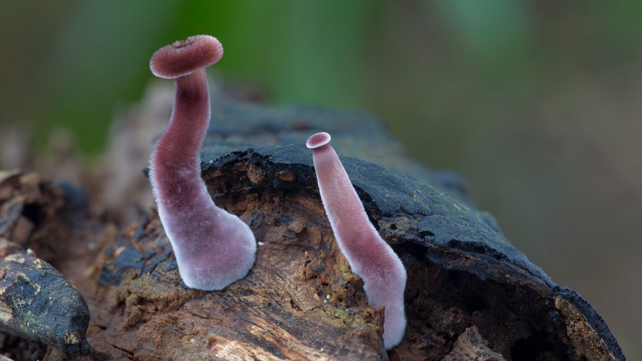 Panus fasciatus гриб