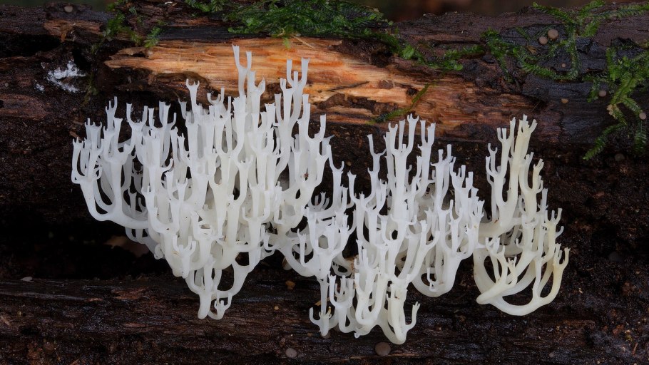 Грибы длинные причудливые